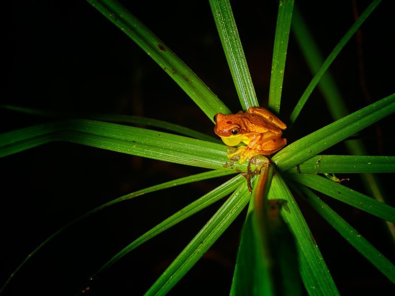 Panama Tiere: Einblicke in die artenreiche Fauna Mittelamerikas Panama Tiere