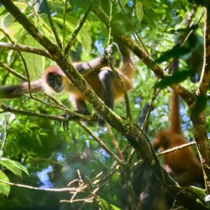 2 wochen landerkombination panama costarica (2)