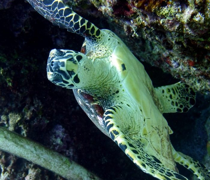 Punta Culebra Nature Center (1)