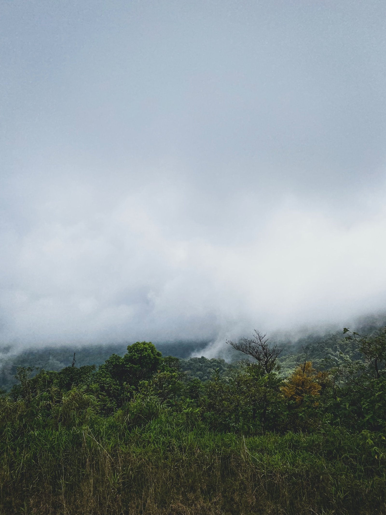 Panama Nationalparks: Entdecken Sie die Schönheit der Natur in Zentralamerika 8 Parque Nacional Altos de Campana - Panama Individual