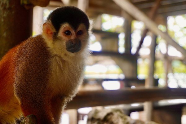 Panama Nationalparks: Entdecken Sie die Schönheit der Natur in Zentralamerika 28 capuchinos - Panama Individual
