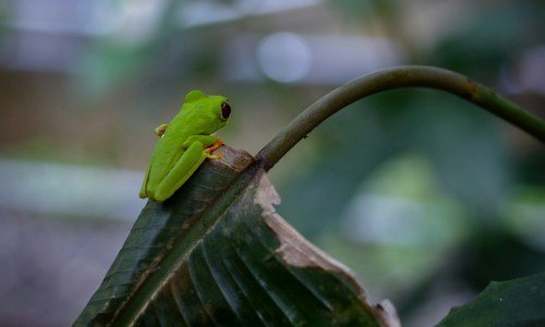 Panama Tiere: Einblicke in die artenreiche Fauna Mittelamerikas 6 Panama Tiere 1 - Panama Individual