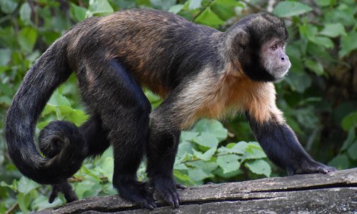 Panama Tiere: Einblicke in die artenreiche Fauna Mittelamerikas 3 Panama Tiere 10 - Panama Individual