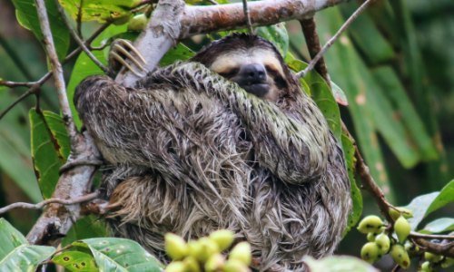 Panama Tiere: Einblicke in die artenreiche Fauna Mittelamerikas 7 Panama Tiere 12 - Panama Individual