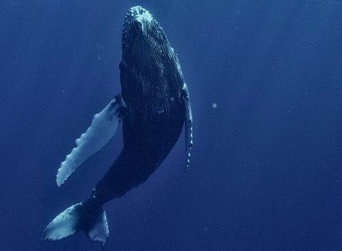 Panama Tiere: Einblicke in die artenreiche Fauna Mittelamerikas 9 Panama Tiere 13 - Panama Individual