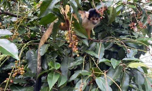 Panama Tiere: Einblicke in die artenreiche Fauna Mittelamerikas 4 Panama Tiere 17 - Panama Individual