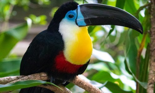 Panama Tiere: Einblicke in die artenreiche Fauna Mittelamerikas 2 Panama Tiere 3 - Panama Individual