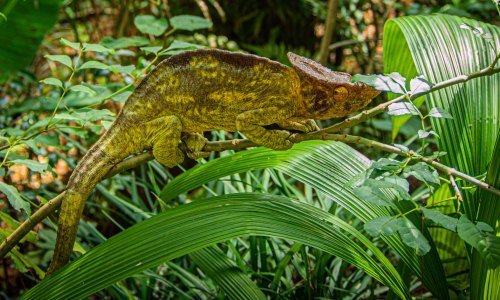Panama Tiere: Einblicke in die artenreiche Fauna Mittelamerikas 12 Panama Tiere 6 - Panama Individual