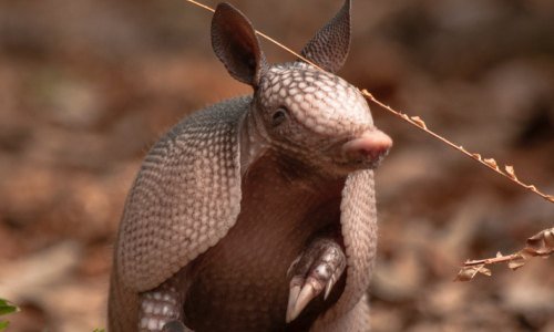 Panama Tiere: Einblicke in die artenreiche Fauna Mittelamerikas 8 Panama Tiere 7 - Panama Individual