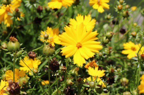 Panama Kultur: Eine Reise durch die kulturellen Schätze Panamas 14 Chiriqui - Panama Individual