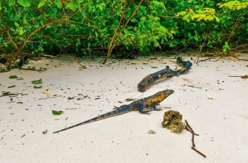 Panama Kultur: Eine Reise durch die kulturellen Schätze Panamas 15 Panam kultur 1 - Panama Individual