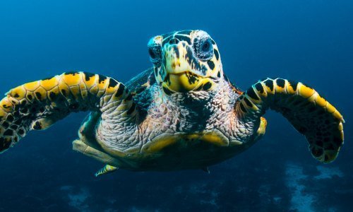 Panama Kultur: Eine Reise durch die kulturellen Schätze Panamas 13 Panama Tiere 15 - Panama Individual